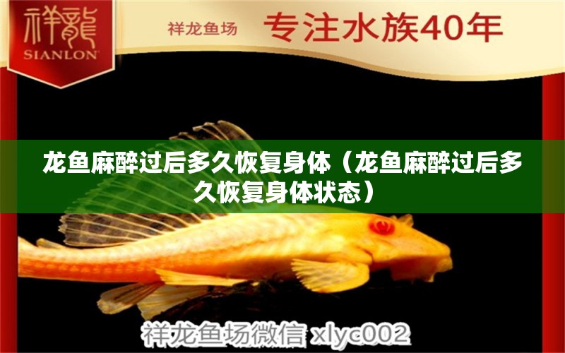 龍魚麻醉過后多久恢復身體（龍魚麻醉過后多久恢復身體狀態(tài)） 龍魚麻藥（祥龍Nika）