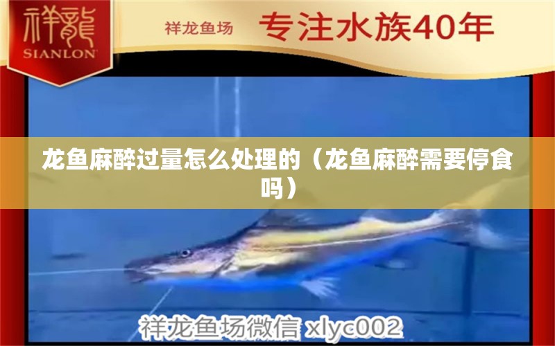 龍魚(yú)麻醉過(guò)量怎么處理的（龍魚(yú)麻醉需要停食嗎）