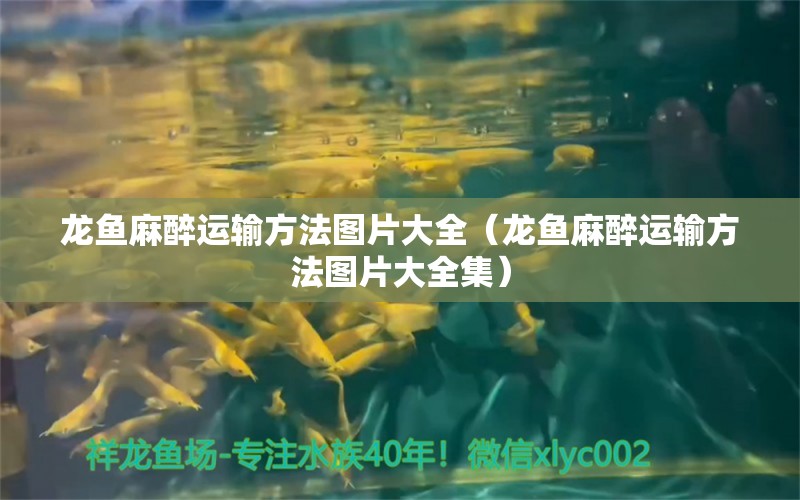 龍魚麻醉運輸方法圖片大全（龍魚麻醉運輸方法圖片大全集）