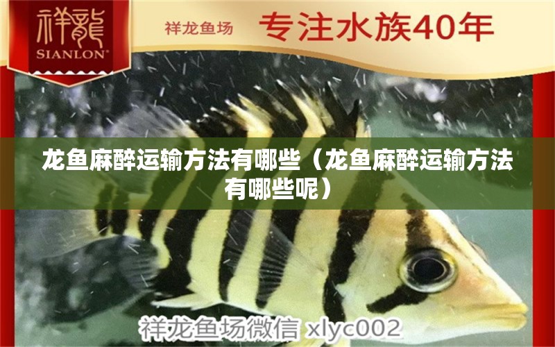 龍魚麻醉運輸方法有哪些（龍魚麻醉運輸方法有哪些呢）