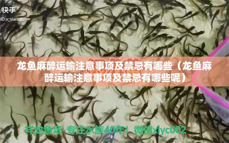 龍魚麻醉運輸注意事項及禁忌有哪些（龍魚麻醉運輸注意事項及禁忌有哪些呢）