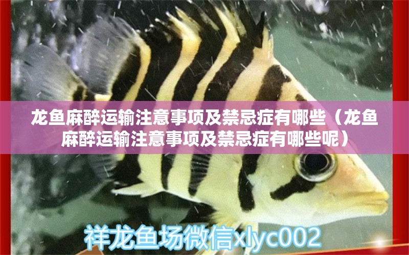 龍魚麻醉運輸注意事項及禁忌癥有哪些（龍魚麻醉運輸注意事項及禁忌癥有哪些呢）