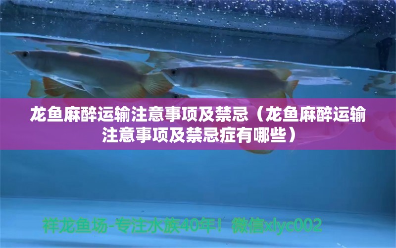 龍魚麻醉運輸注意事項及禁忌（龍魚麻醉運輸注意事項及禁忌癥有哪些）