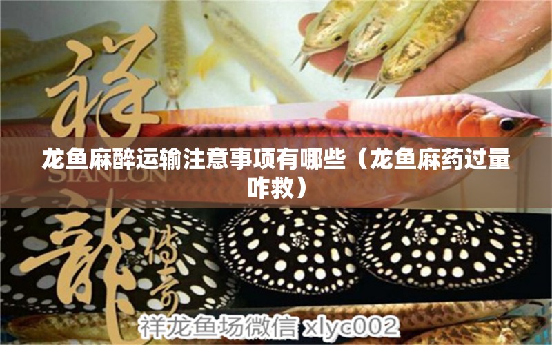 龍魚(yú)麻醉運(yùn)輸注意事項(xiàng)有哪些（龍魚(yú)麻藥過(guò)量咋救）