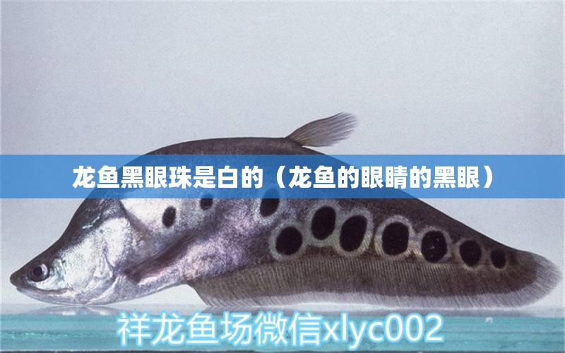 龍魚黑眼珠是白的（龍魚的眼睛的黑眼）