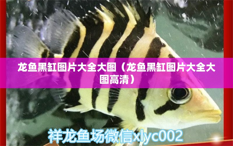 龍魚黑缸圖片大全大圖（龍魚黑缸圖片大全大圖高清）