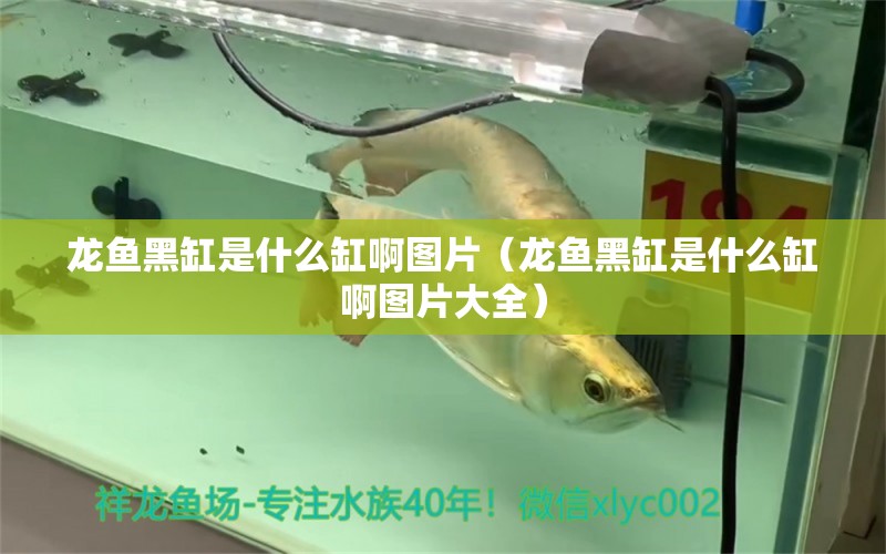 龍魚黑缸是什么缸啊圖片（龍魚黑缸是什么缸啊圖片大全）