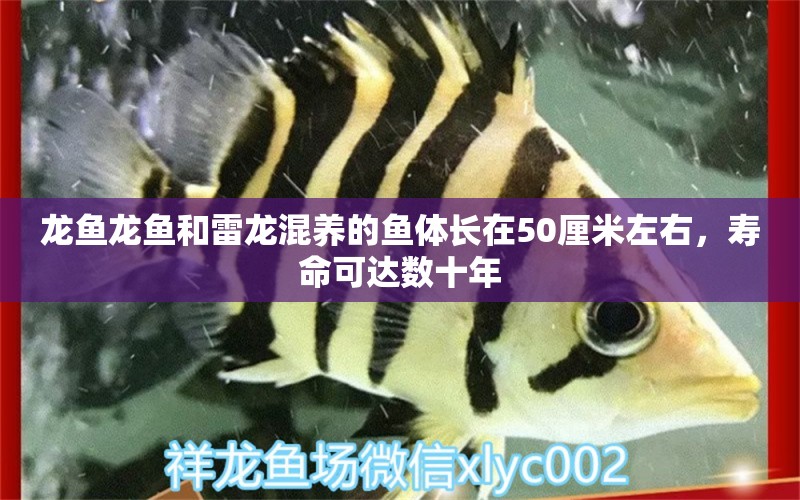 龍魚龍魚和雷龍混養(yǎng)的魚體長(zhǎng)在50厘米左右，壽命可達(dá)數(shù)十年