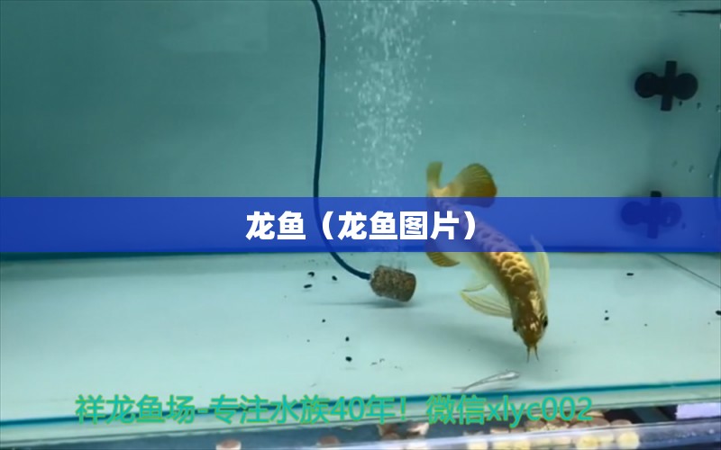 龍魚（龍魚圖片） 印尼三紋虎