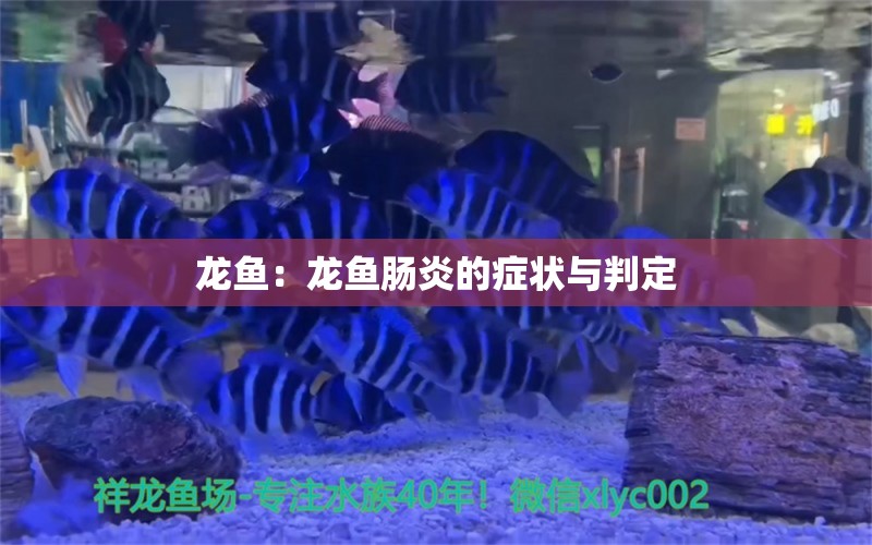 龍魚：龍魚腸炎的癥狀與判定