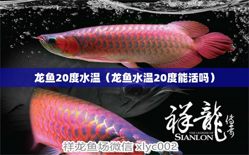 龍魚20度水溫（龍魚水溫20度能活嗎）