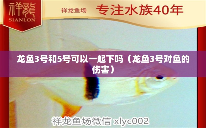 龍魚(yú)3號(hào)和5號(hào)可以一起下嗎（龍魚(yú)3號(hào)對(duì)魚(yú)的傷害）