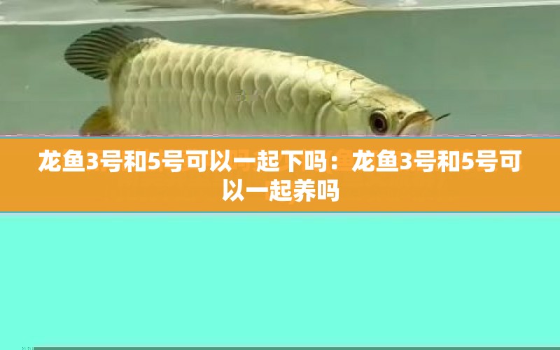 龍魚3號和5號可以一起下嗎：龍魚3號和5號可以一起養(yǎng)嗎 水族問答 第1張