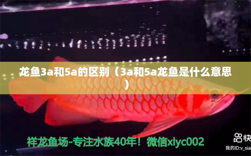 龍魚3a和5a的區(qū)別（3a和5a龍魚是什么意思） 龍魚疾病與治療