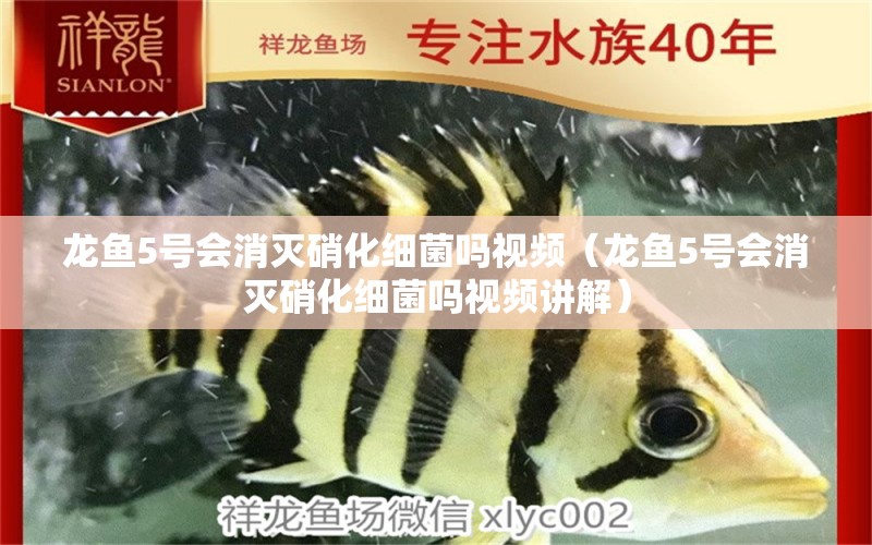 龍魚5號(hào)會(huì)消滅硝化細(xì)菌嗎視頻（龍魚5號(hào)會(huì)消滅硝化細(xì)菌嗎視頻講解）