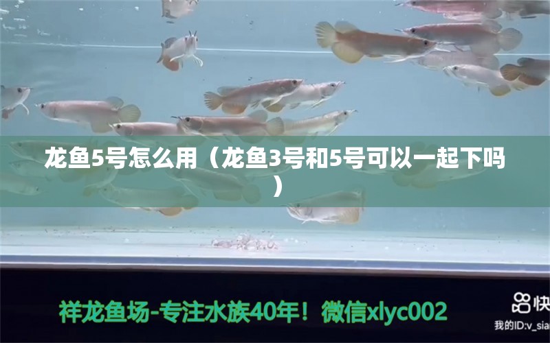 龍魚(yú)5號(hào)怎么用（龍魚(yú)3號(hào)和5號(hào)可以一起下嗎）