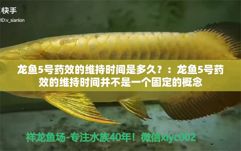 龍魚5號(hào)藥效的維持時(shí)間是多久？：龍魚5號(hào)藥效的維持時(shí)間并不是一個(gè)固定的概念 龍魚百科 第2張