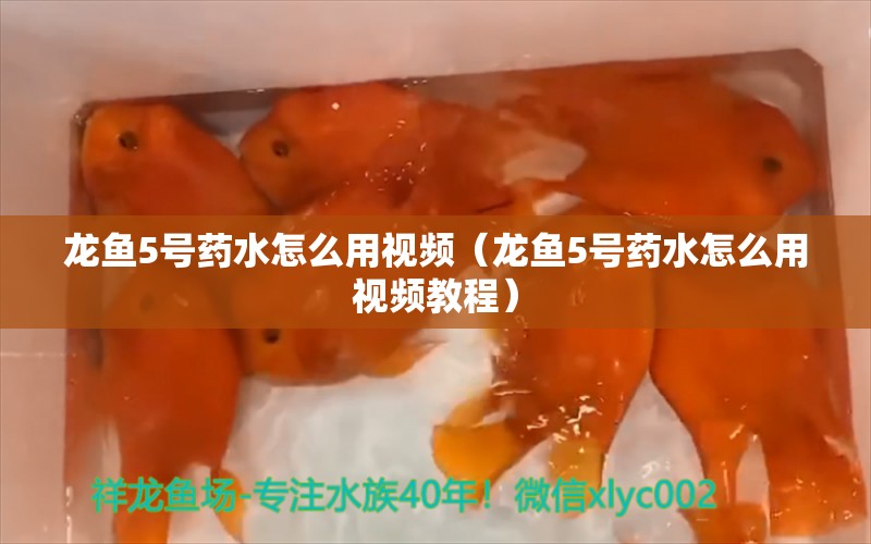 龍魚5號藥水怎么用視頻（龍魚5號藥水怎么用視頻教程）