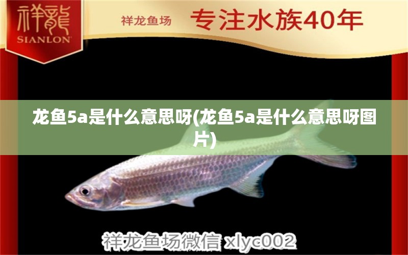 龍魚5a是什么意思呀(龍魚5a是什么意思呀圖片)