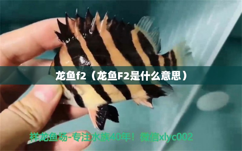 龍魚f2（龍魚F2是什么意思）