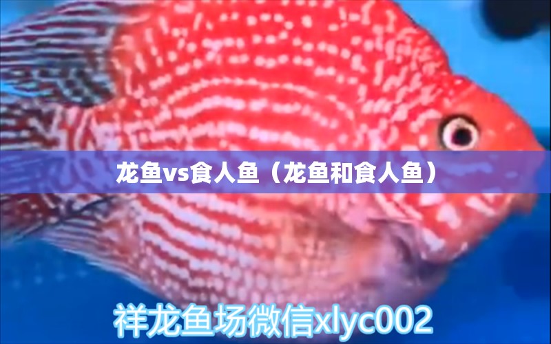 龍魚vs食人魚（龍魚和食人魚） 食人魚（水虎） 第1張