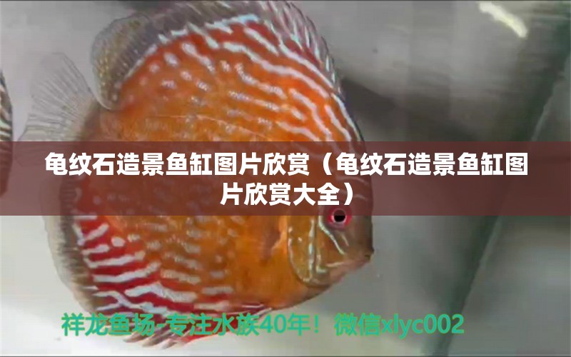 龜紋石造景魚缸圖片欣賞（龜紋石造景魚缸圖片欣賞大全）