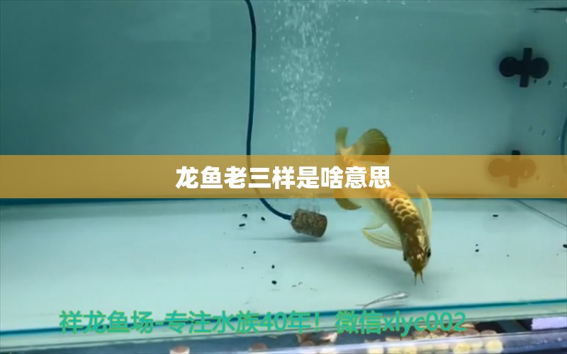 ?龍魚老三樣是啥意思