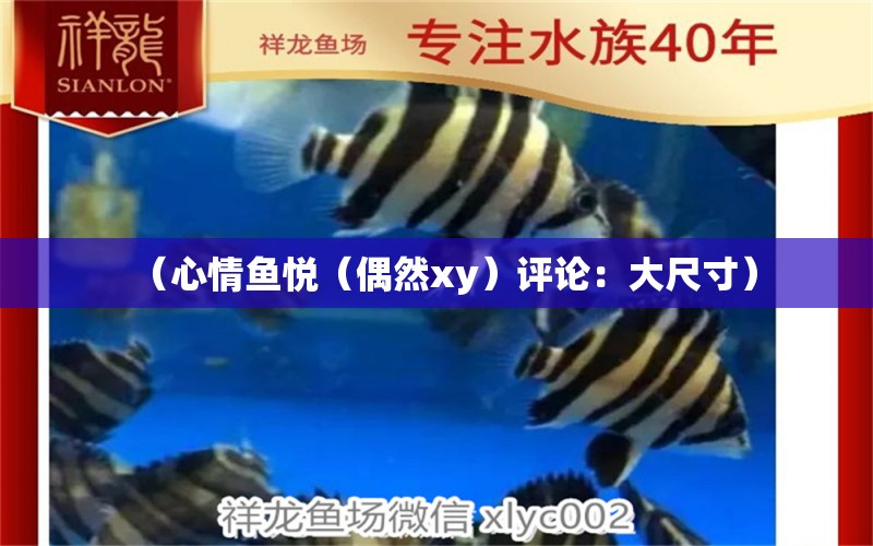 （心情魚悅（偶然xy）評論：大尺寸） 觀賞魚論壇 第2張