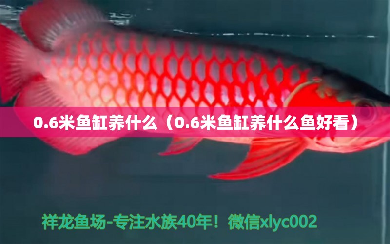 0.6米魚缸養(yǎng)什么（0.6米魚缸養(yǎng)什么魚好看） 其他品牌魚缸