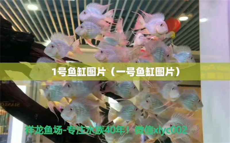 1號魚缸圖片（一號魚缸圖片）