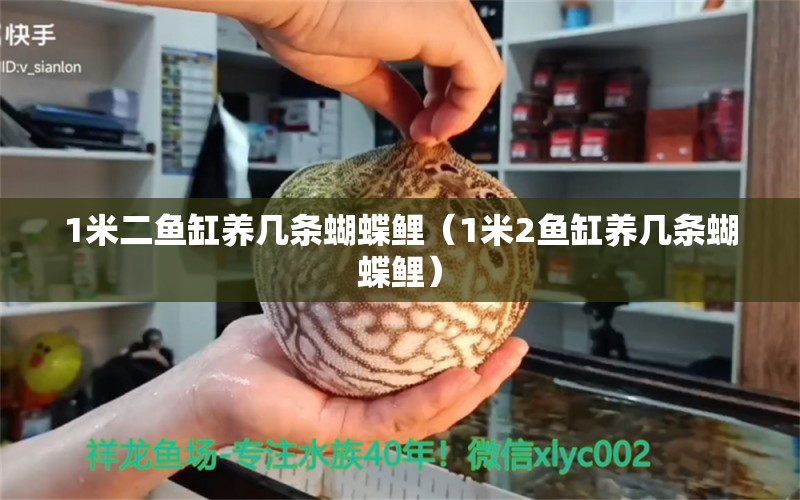 1米二魚缸養(yǎng)幾條蝴蝶鯉（1米2魚缸養(yǎng)幾條蝴蝶鯉） 蝴蝶鯉