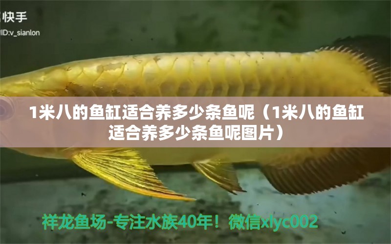 1米八的魚(yú)缸適合養(yǎng)多少條魚(yú)呢（1米八的魚(yú)缸適合養(yǎng)多少條魚(yú)呢圖片） 廣州觀賞魚(yú)批發(fā)市場(chǎng)