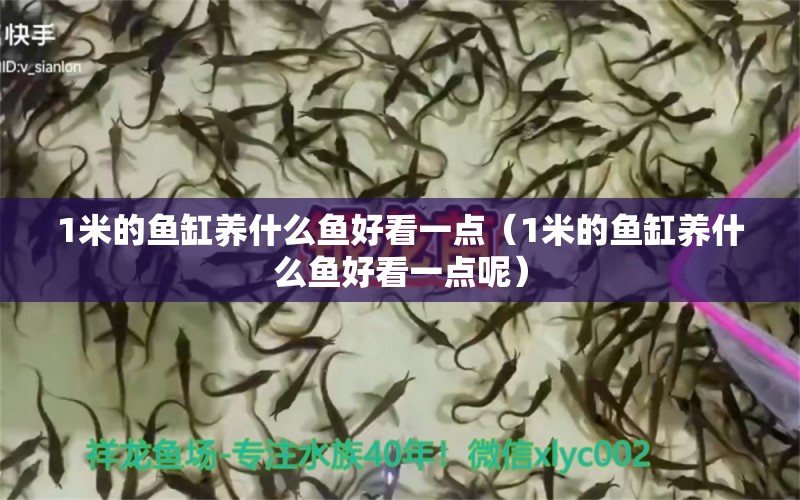 1米的魚缸養(yǎng)什么魚好看一點(diǎn)（1米的魚缸養(yǎng)什么魚好看一點(diǎn)呢） 魚缸百科