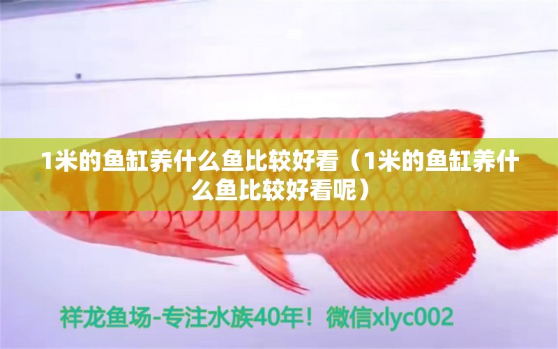 1米的魚缸養(yǎng)什么魚比較好看（1米的魚缸養(yǎng)什么魚比較好看呢） 巴卡雷龍魚