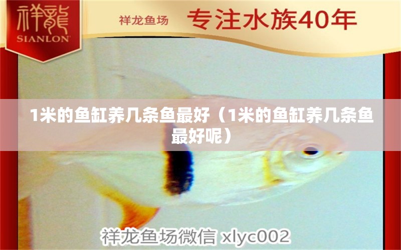 1米的魚缸養(yǎng)幾條魚最好（1米的魚缸養(yǎng)幾條魚最好呢） 大日玉鯖魚