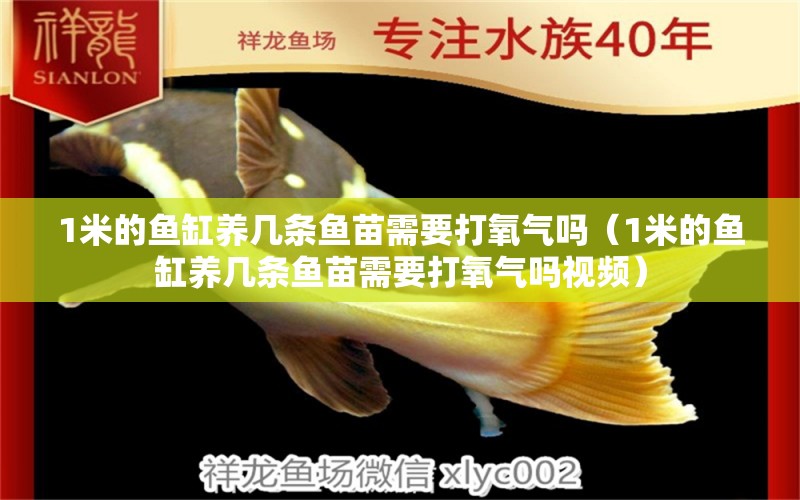 1米的魚缸養(yǎng)幾條魚苗需要打氧氣嗎（1米的魚缸養(yǎng)幾條魚苗需要打氧氣嗎視頻） 魚缸百科