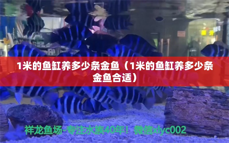 1米的魚缸養(yǎng)多少條金魚（1米的魚缸養(yǎng)多少條金魚合適） 魚缸百科