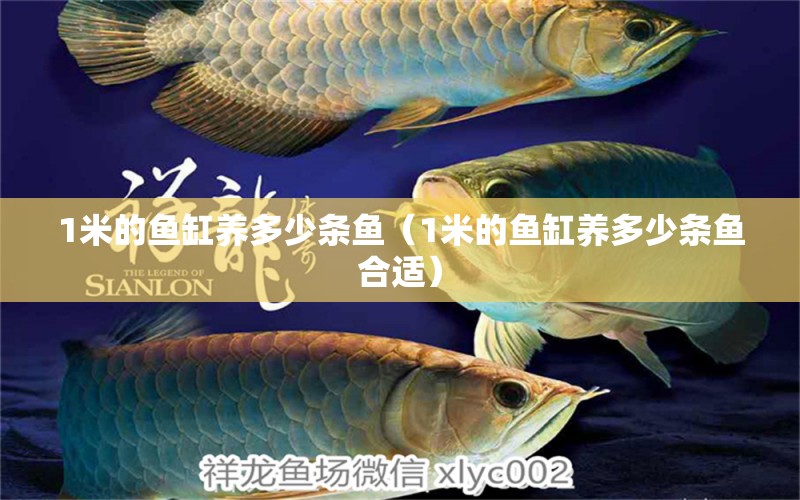 1米的魚缸養(yǎng)多少條魚（1米的魚缸養(yǎng)多少條魚合適）