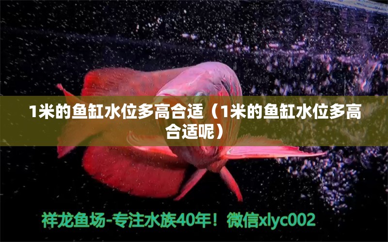 1米的魚(yú)缸水位多高合適（1米的魚(yú)缸水位多高合適呢）