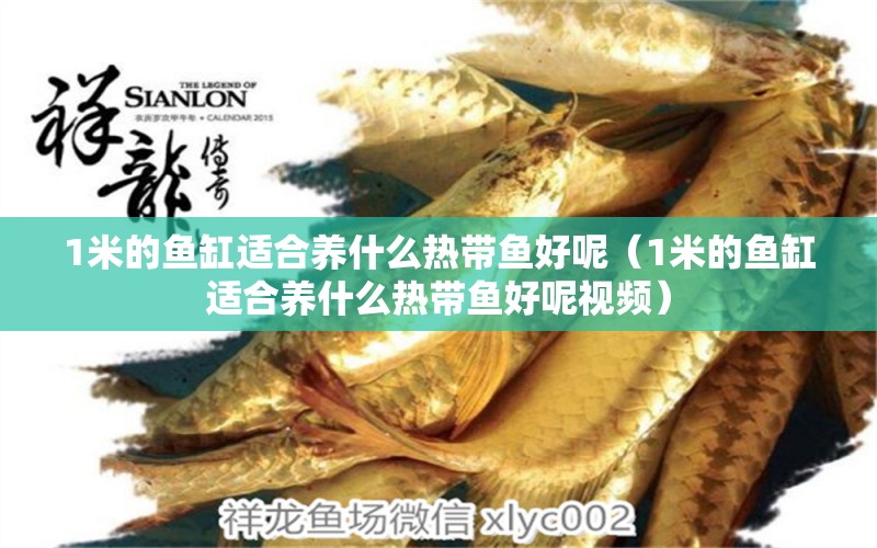 1米的魚缸適合養(yǎng)什么熱帶魚好呢（1米的魚缸適合養(yǎng)什么熱帶魚好呢視頻） 魚缸百科