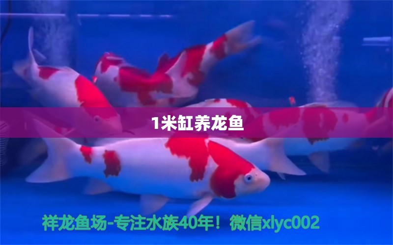 1米缸養(yǎng)龍魚 龍魚百科 第1張