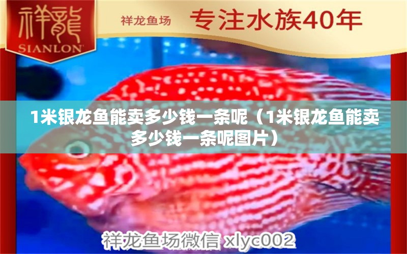 1米銀龍魚能賣多少錢一條呢（1米銀龍魚能賣多少錢一條呢圖片） 銀龍魚