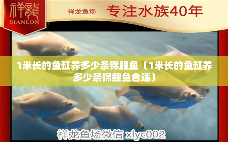 1米長的魚缸養(yǎng)多少條錦鯉魚（1米長的魚缸養(yǎng)多少條錦鯉魚合適）