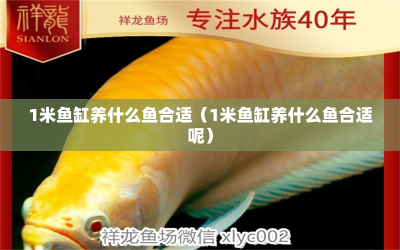 1米魚缸養(yǎng)什么魚合適（1米魚缸養(yǎng)什么魚合適呢） 魚缸百科