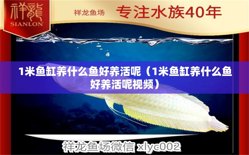 1米魚缸養(yǎng)什么魚好養(yǎng)活呢（1米魚缸養(yǎng)什么魚好養(yǎng)活呢視頻） 魚缸百科