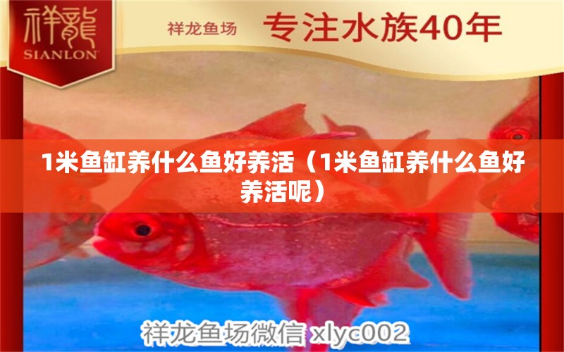 1米魚缸養(yǎng)什么魚好養(yǎng)活（1米魚缸養(yǎng)什么魚好養(yǎng)活呢）