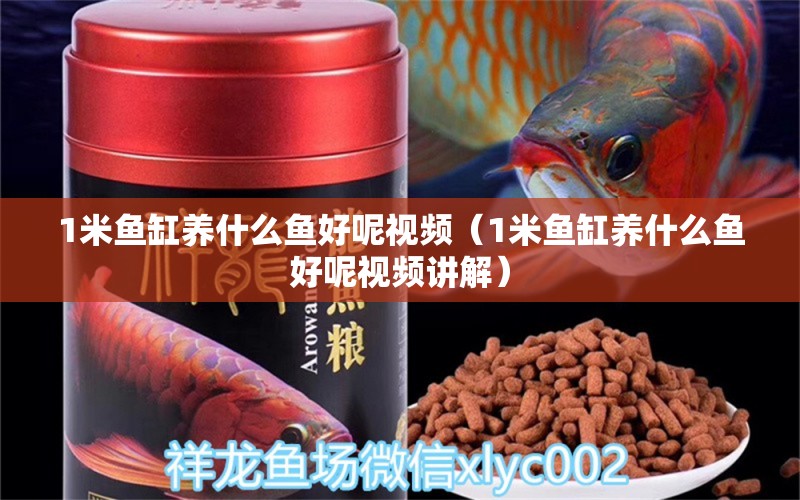 1米魚缸養(yǎng)什么魚好呢視頻（1米魚缸養(yǎng)什么魚好呢視頻講解）