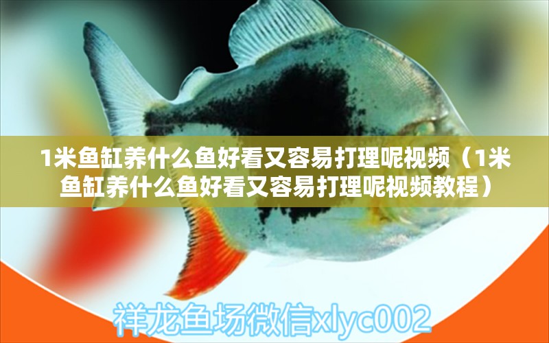 1米魚缸養(yǎng)什么魚好看又容易打理呢視頻（1米魚缸養(yǎng)什么魚好看又容易打理呢視頻教程） 魚缸百科