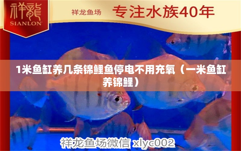 1米魚(yú)缸養(yǎng)幾條錦鯉魚(yú)停電不用充氧（一米魚(yú)缸養(yǎng)錦鯉）