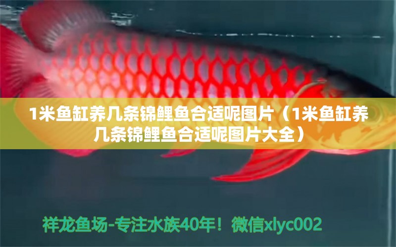 1米魚(yú)缸養(yǎng)幾條錦鯉魚(yú)合適呢圖片（1米魚(yú)缸養(yǎng)幾條錦鯉魚(yú)合適呢圖片大全） 魚(yú)缸百科